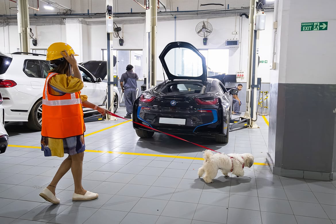 International Dog Day Event at BMW Workshop - BMW Infinity Cars